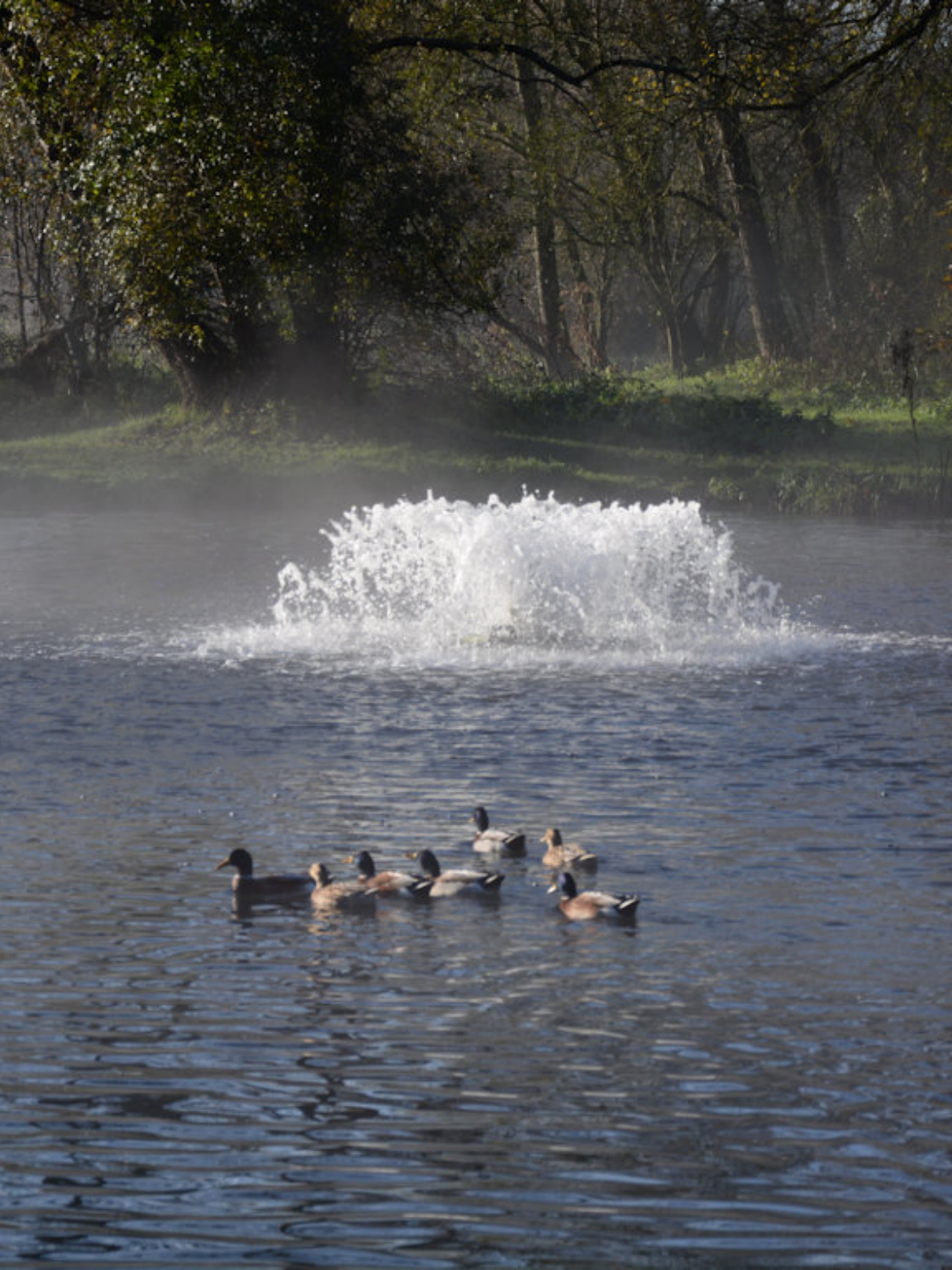 Aération plan d'eau